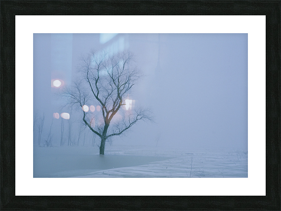 Tree in Winter Mist E047 Picture Frame print