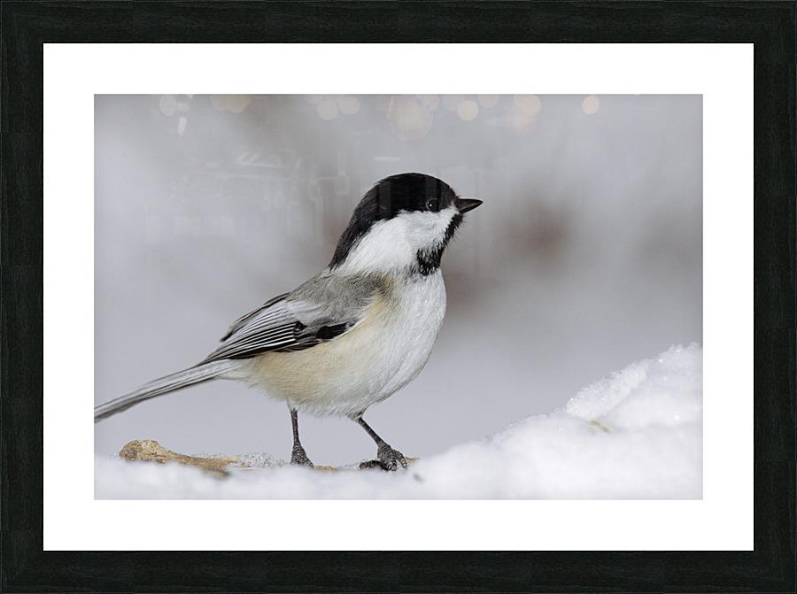 Black capped Chickadee E040 Picture Frame print