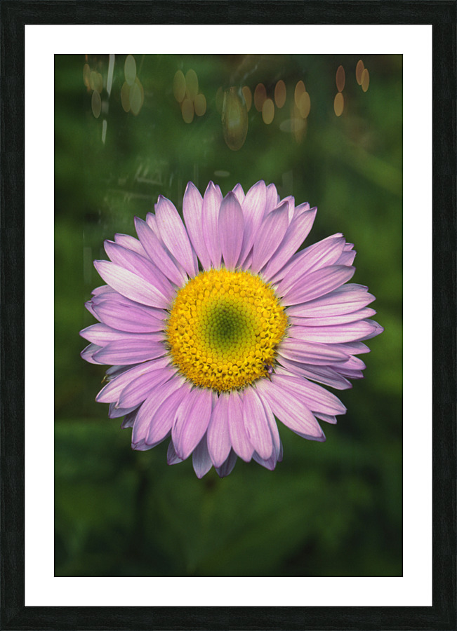 Wild Giant Aster E0706 Picture Frame print