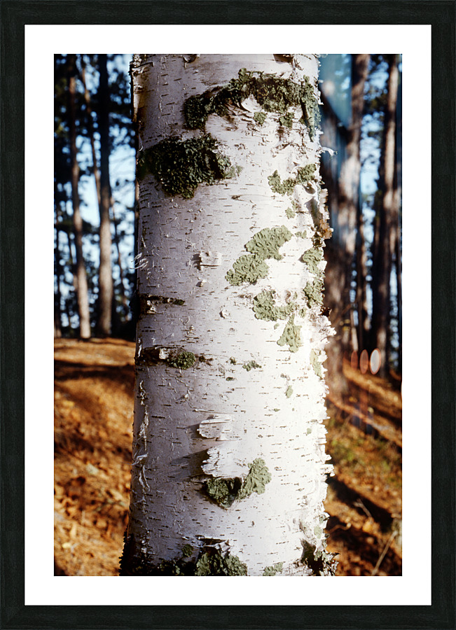 Paper Birch 27 Picture Frame print