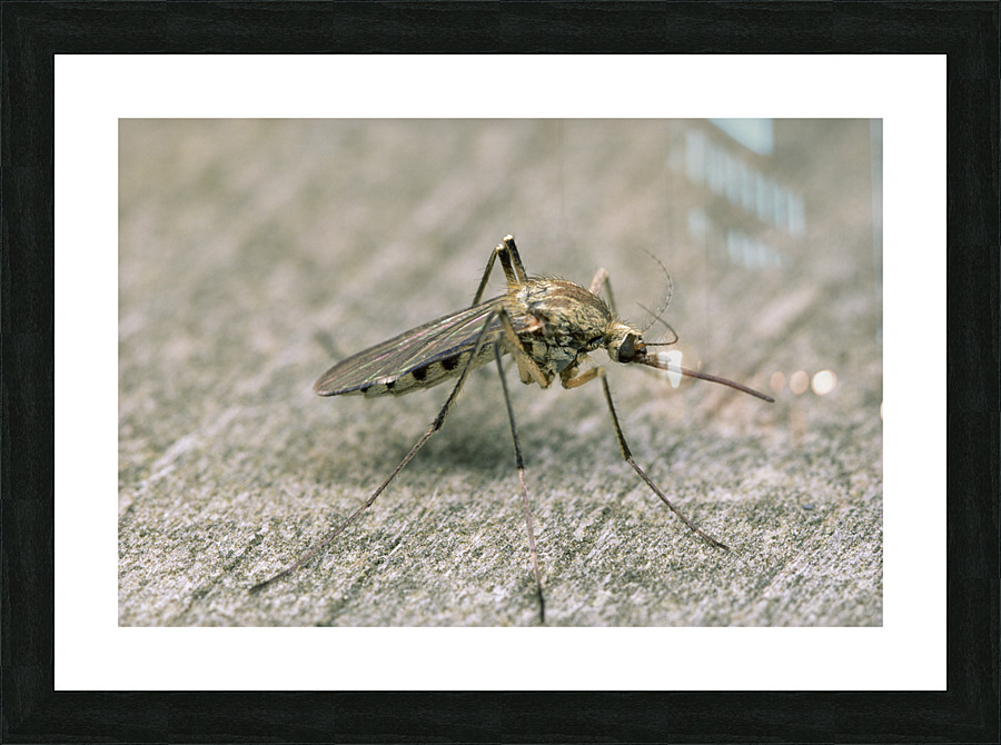 Mosquito 461 Picture Frame print