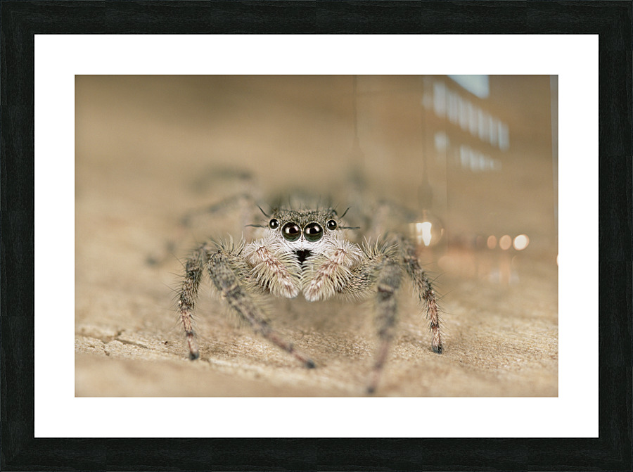 Familiar Jumper E004a Picture Frame print