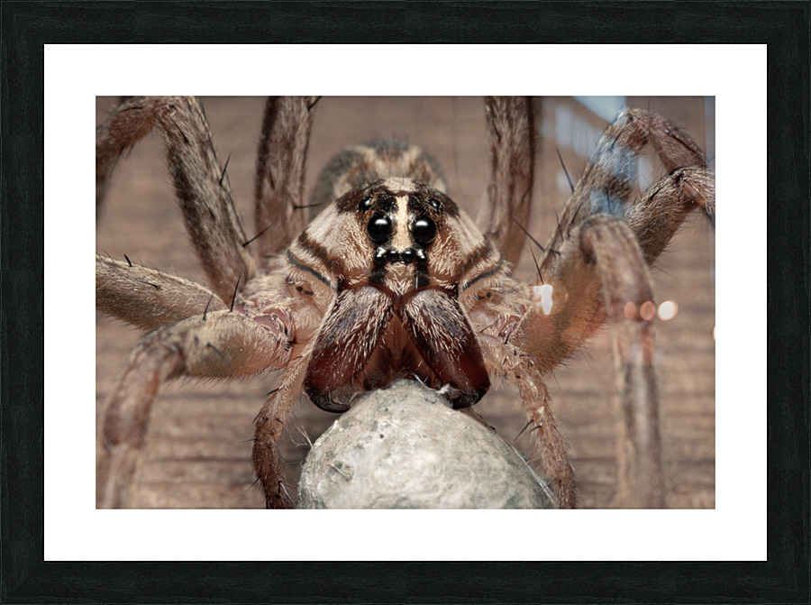 Wolf Spider With Egg Case E0820 Picture Frame print