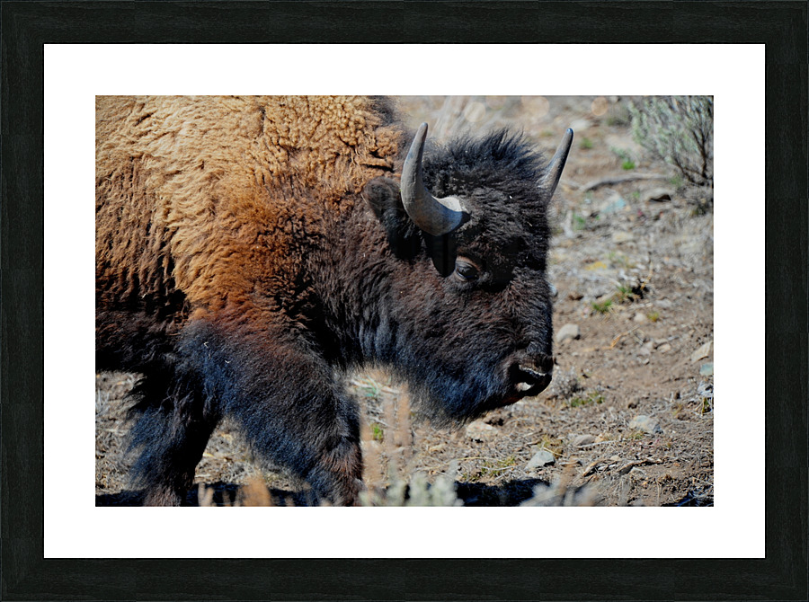 Bison 5396 Picture Frame print