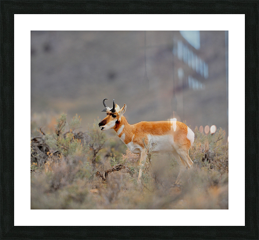 Pronghorn 5468 Picture Frame print