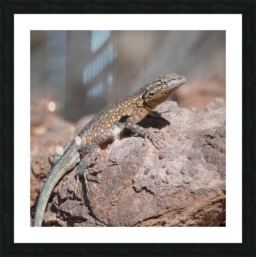 Lizard P1120036 Picture Frame print