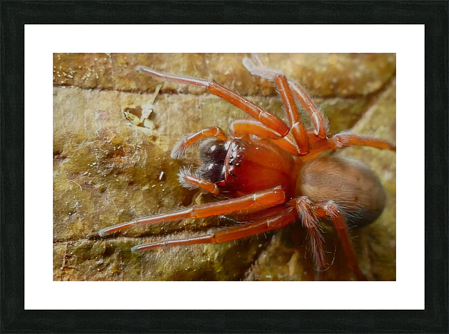 Spider P1060751 Picture Frame print
