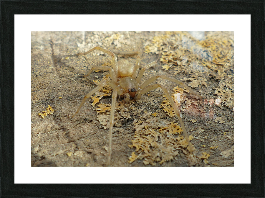 Spider P1070692 Picture Frame print