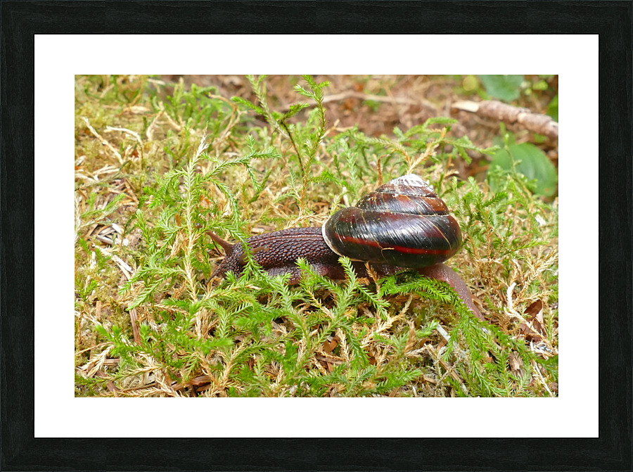 Snail P1080359 Picture Frame print