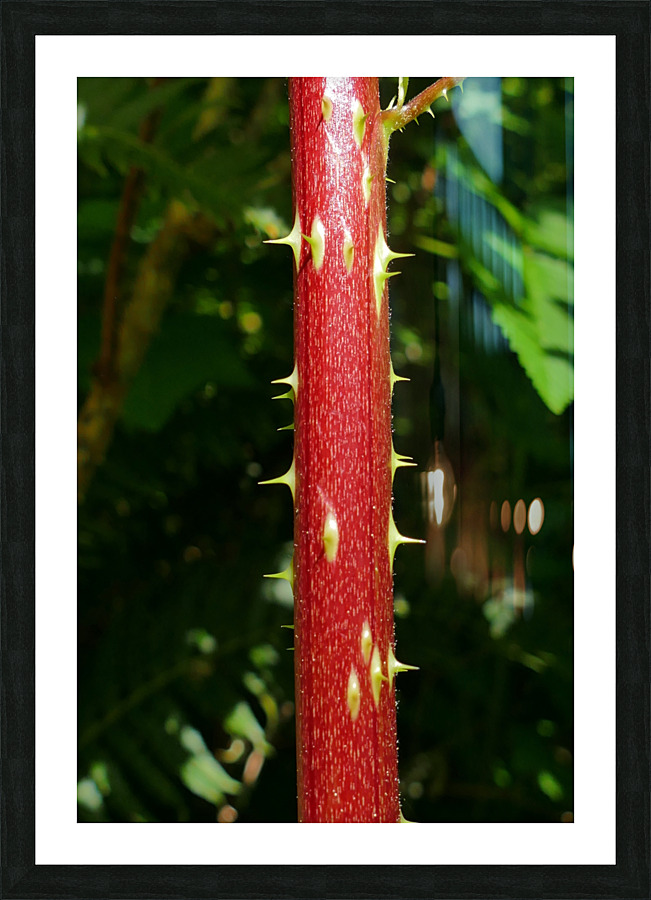 Devils Walkingstick P1080492 Picture Frame print