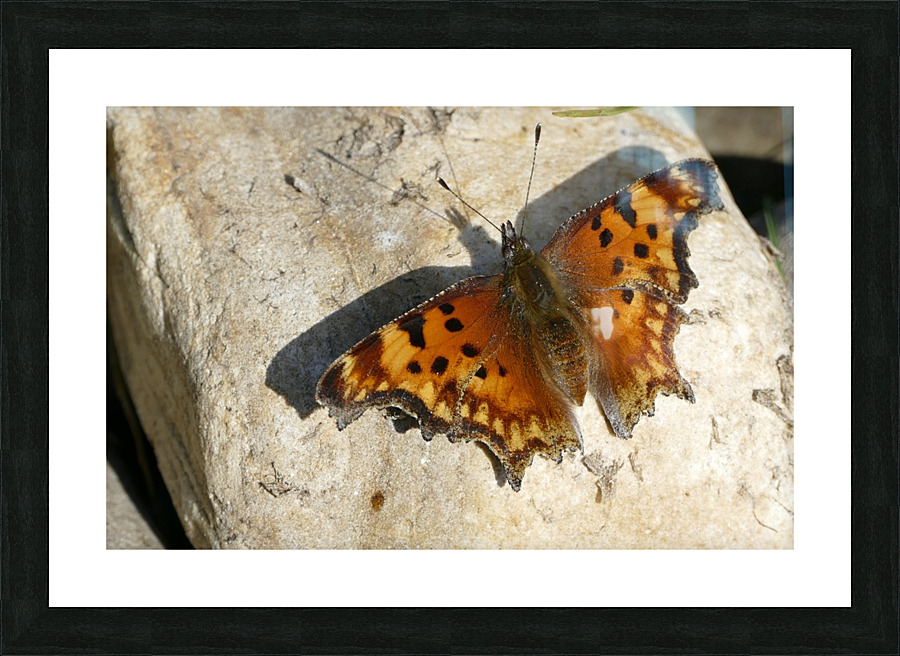 Butterfly 1100921 Picture Frame print