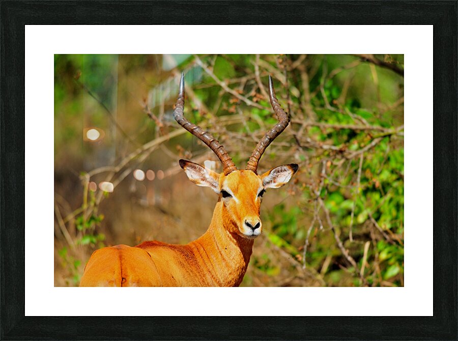 Impala AAC_6941 Picture Frame print