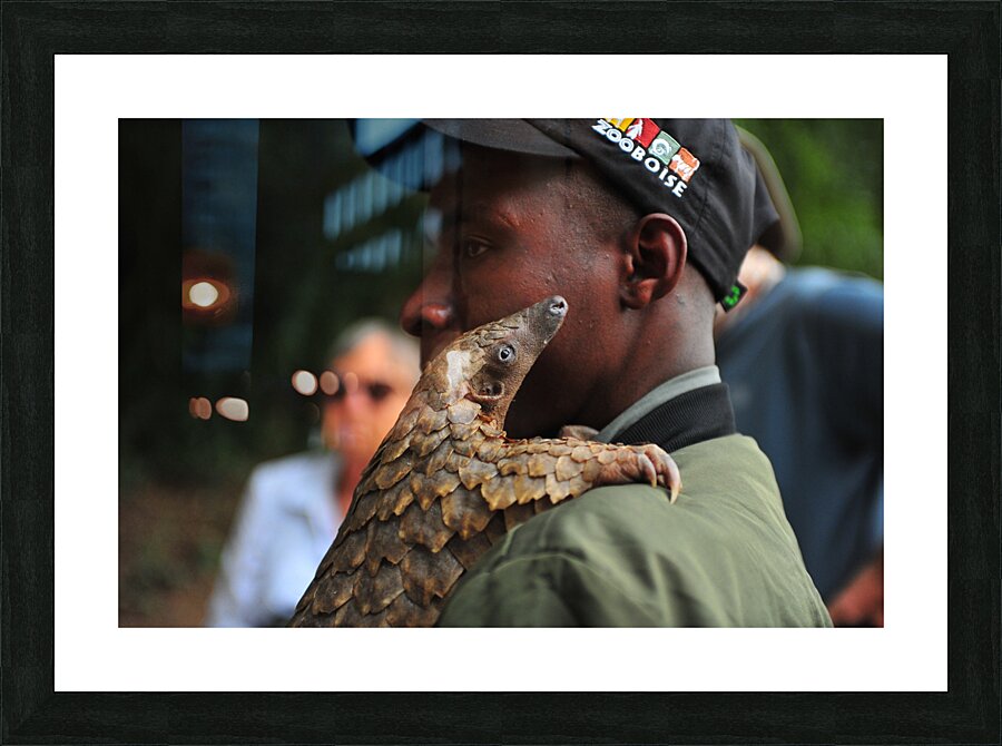 Pangolin AAC_7152 Picture Frame print