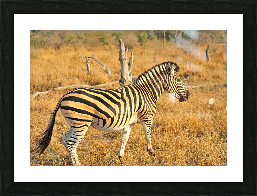 Zebra AAC_7643 Picture Frame print