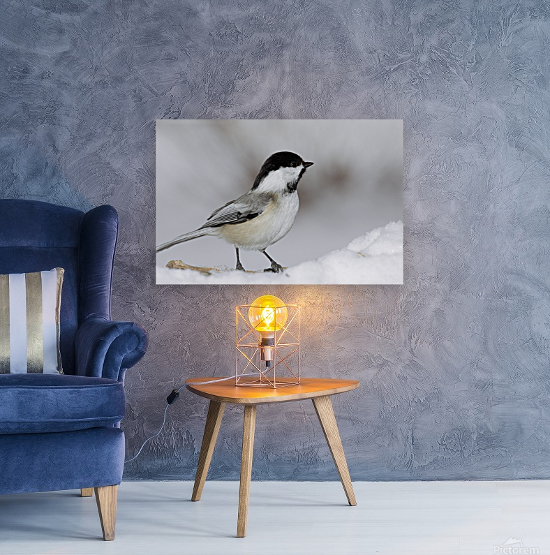 Black capped Chickadee E040 Reproduction