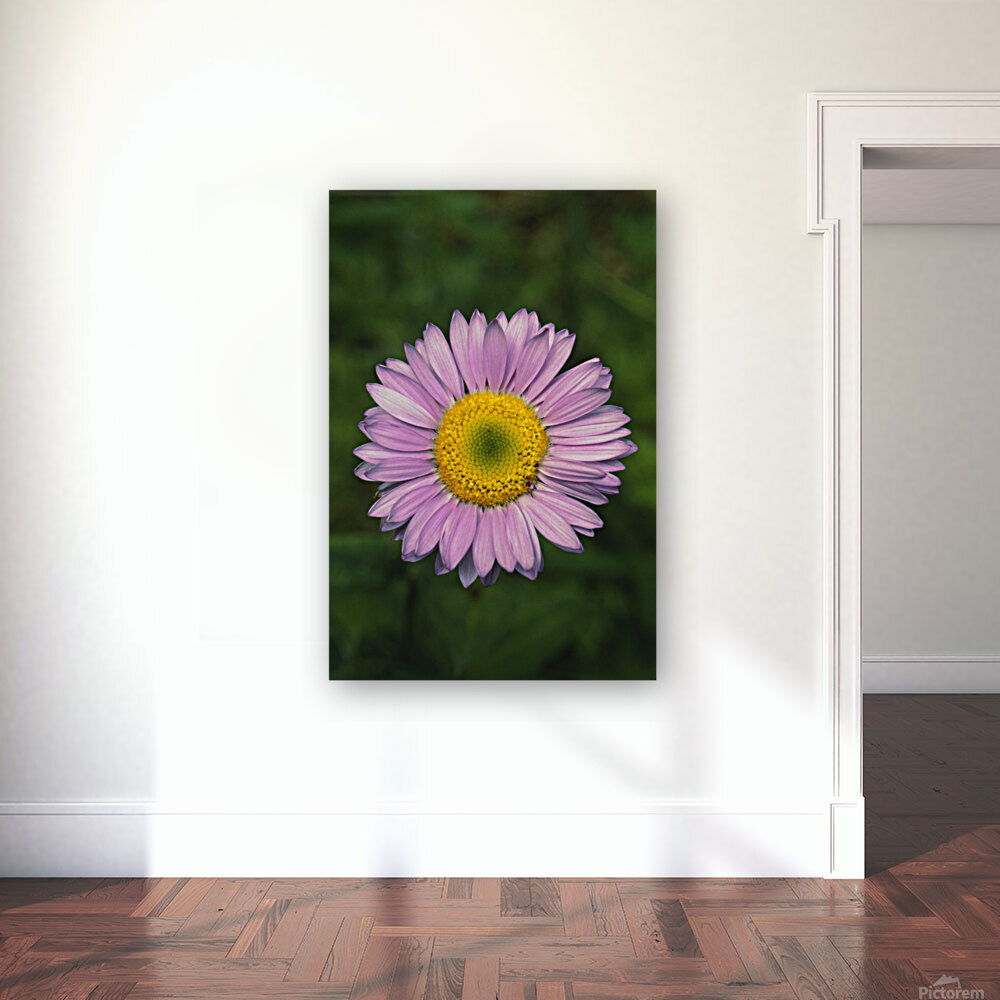 Wild Giant Aster E0706 Reproduction