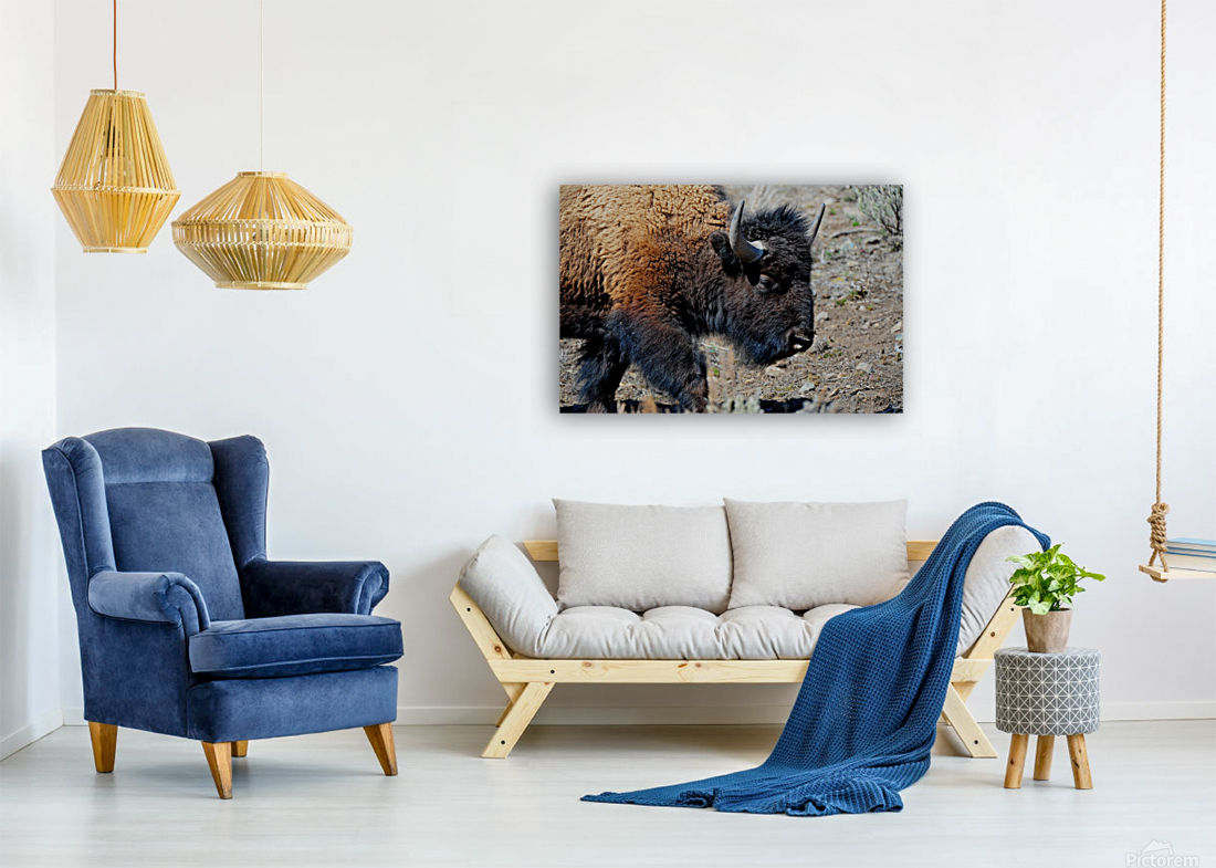 Bison 5396 Reproduction