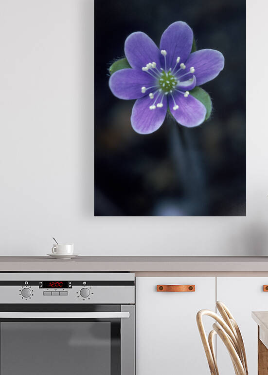 Wild Anemone Hepatica E0715 by Marquart Natural Images