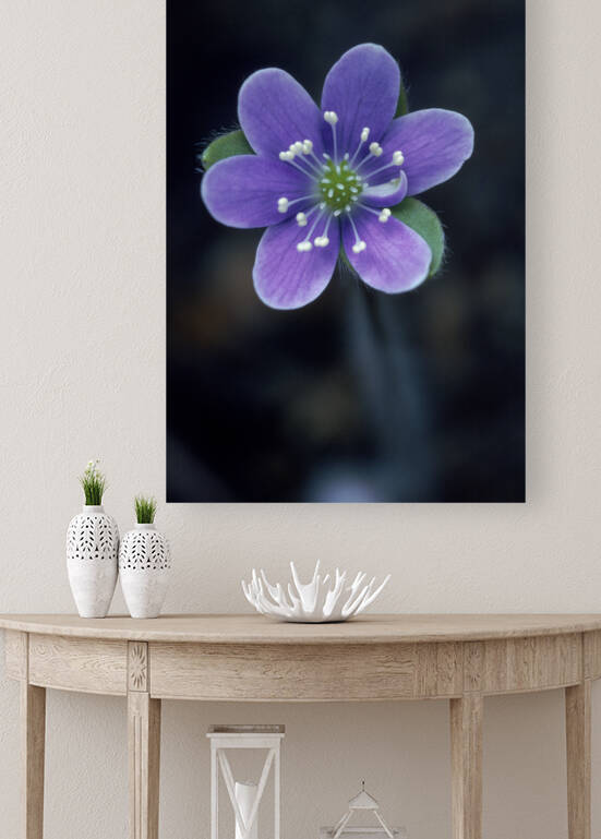 Wild Anemone Hepatica E0715 by Marquart Natural Images