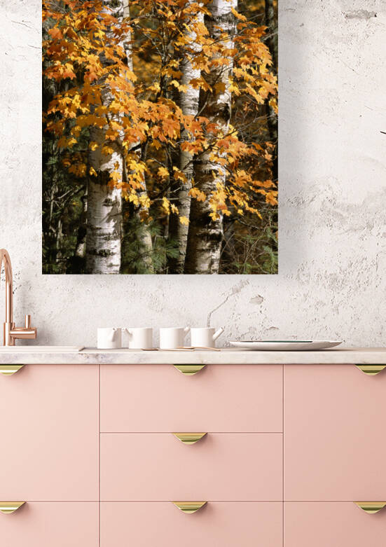Aspen and Maple Leaves E0485a by Marquart Natural Images