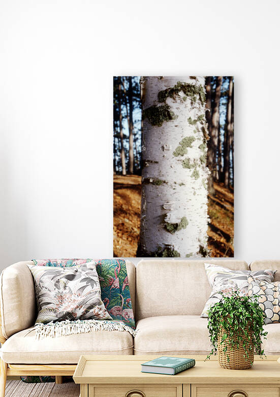 Paper Birch 27 by Marquart Natural Images