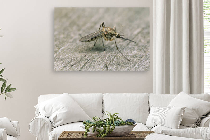 Mosquito 461 by Marquart Natural Images