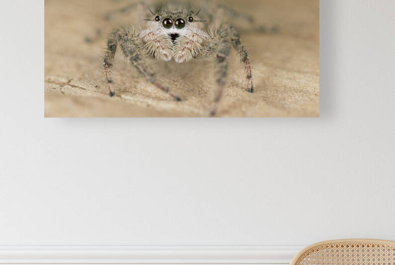 Familiar Jumper E004a by Marquart Natural Images