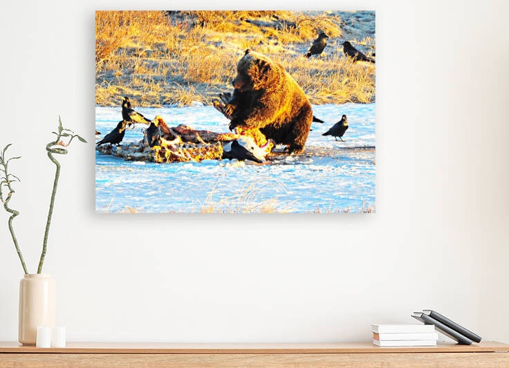 Grizzly Bear 5687 by Marquart Natural Images