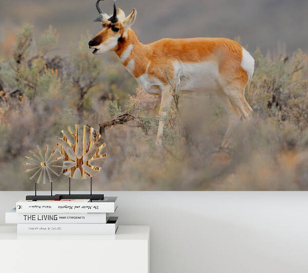 Pronghorn 5468 by Marquart Natural Images