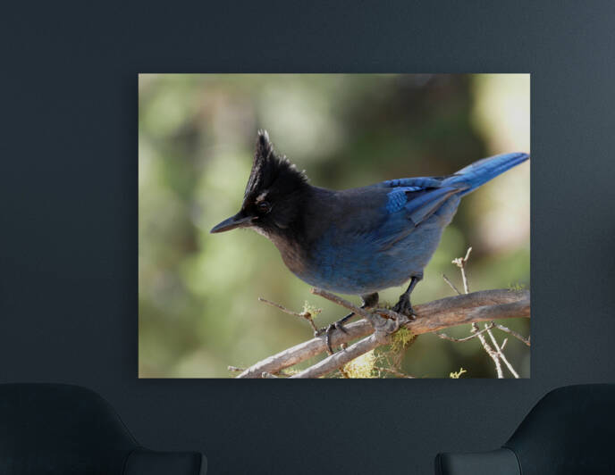 Stellers Jay P1000879 by Marquart Natural Images