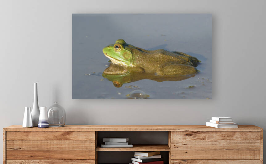 Bullfrog P1130026 by Marquart Natural Images