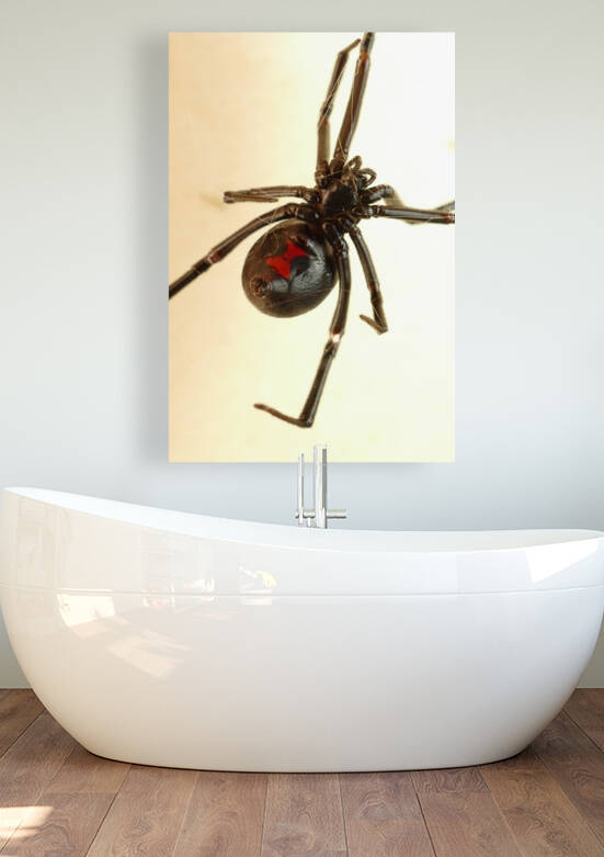 Black widow P1150309 by Marquart Natural Images