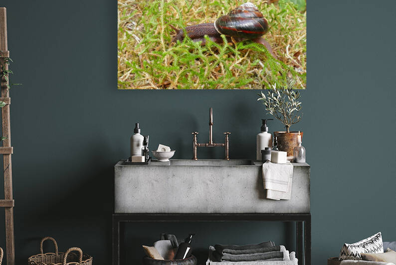 Snail P1080359 by Marquart Natural Images