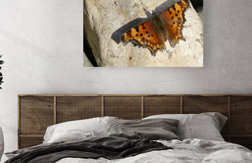 Butterfly 1100921 by Marquart Natural Images