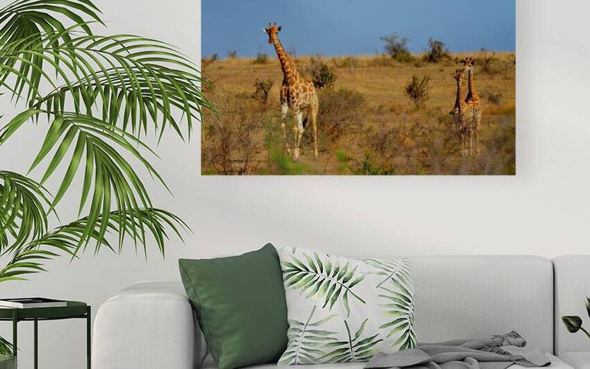 Three Giraffes AAC_7669 by Marquart Natural Images