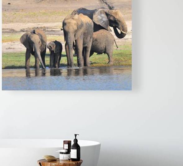Elephants in Chobe National Park AAC_8253 by Marquart Natural Images