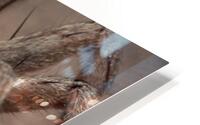 Wolf Spider With Egg Case E0820 HD Metal print