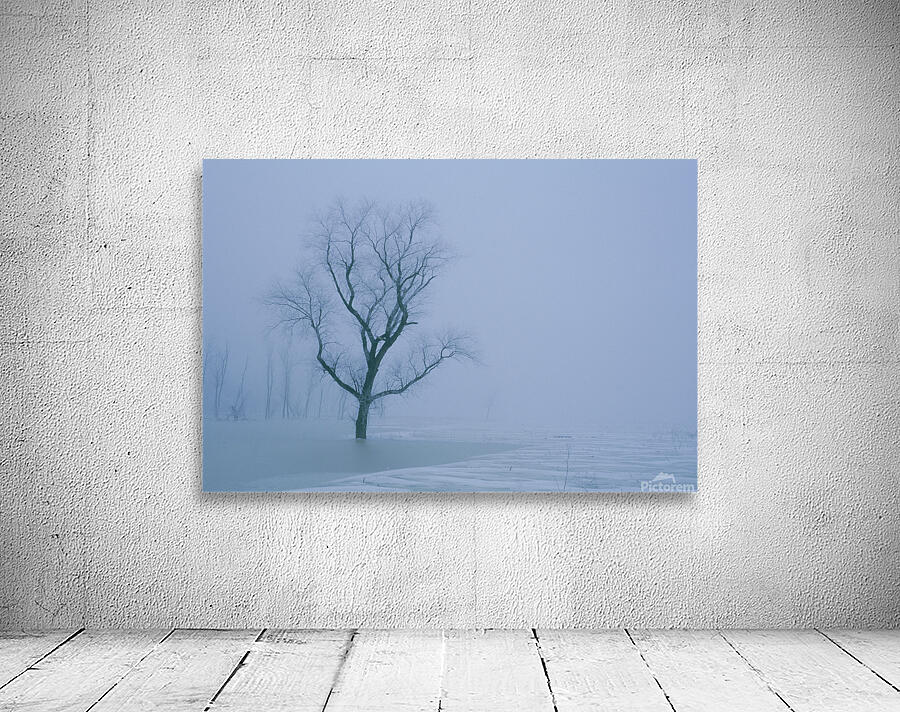 Tree in Winter Mist E047 Wall Preview