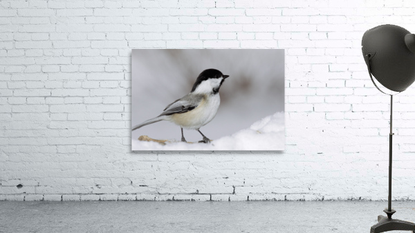 Black capped Chickadee E040 Wall Preview