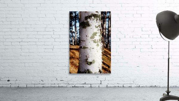 Paper Birch 27 Wall Preview