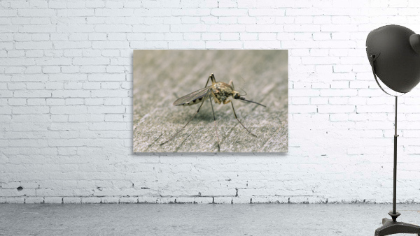 Mosquito 461 Wall Preview