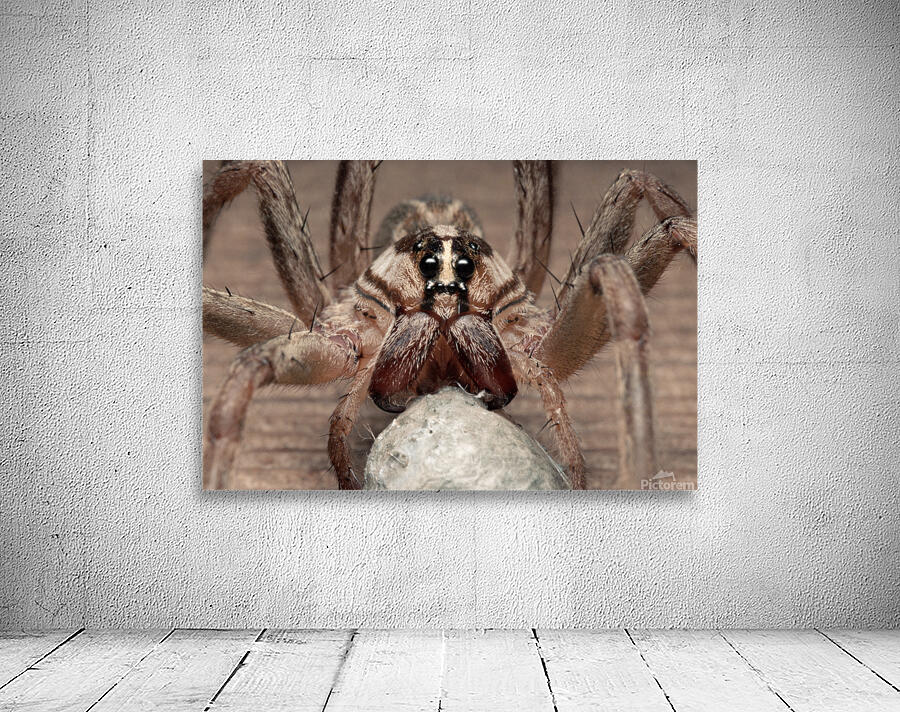 Wolf Spider With Egg Case E0820 Wall Preview