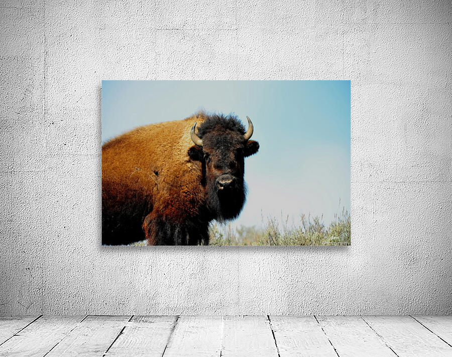 Bison 5392 Wall Preview