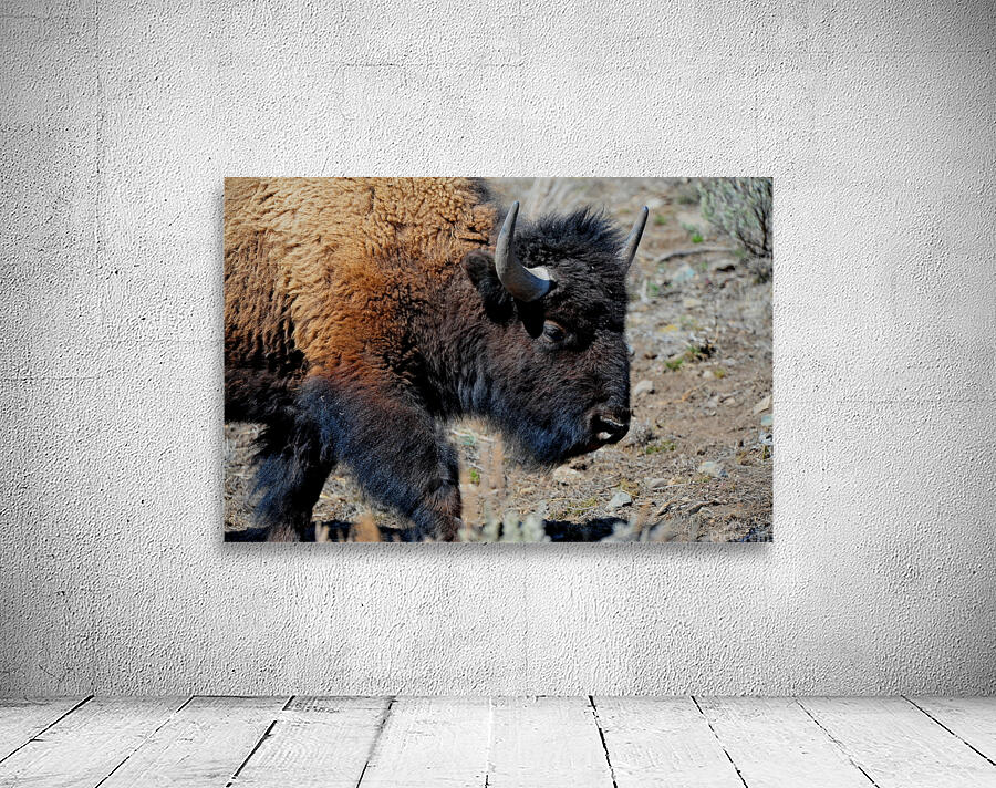 Bison 5396 Wall Preview