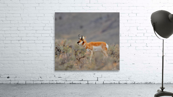 Pronghorn 5468 Wall Preview