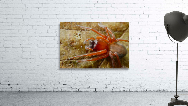 Spider P1060751 Wall Preview