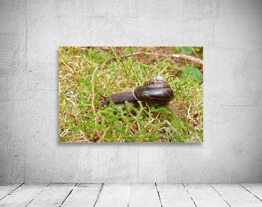 Snail P1080359 Wall Preview