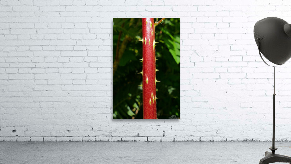 Devils Walkingstick P1080492 Wall Preview