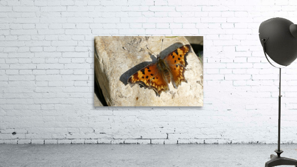 Butterfly 1100921 Wall Preview
