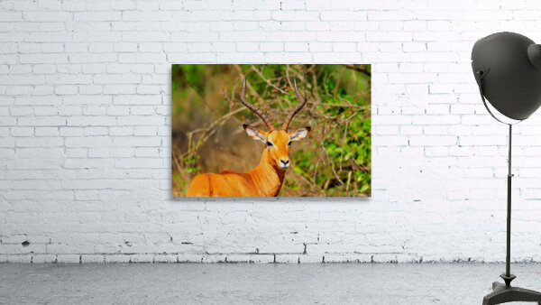 Impala AAC_6941 Wall Preview